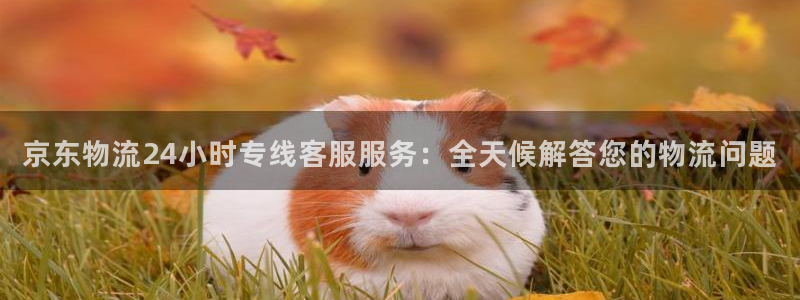 多多28登录不上咋回事：京东物流24